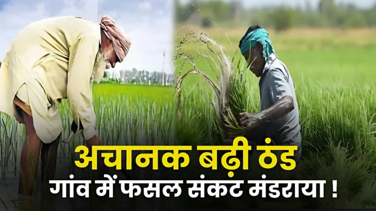 अचानक बढ़ी ठंड से गांवों में गेहूं और सरसों की फसल पर संकट, किसान परेशान